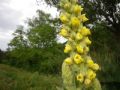 Verbascum thapsus